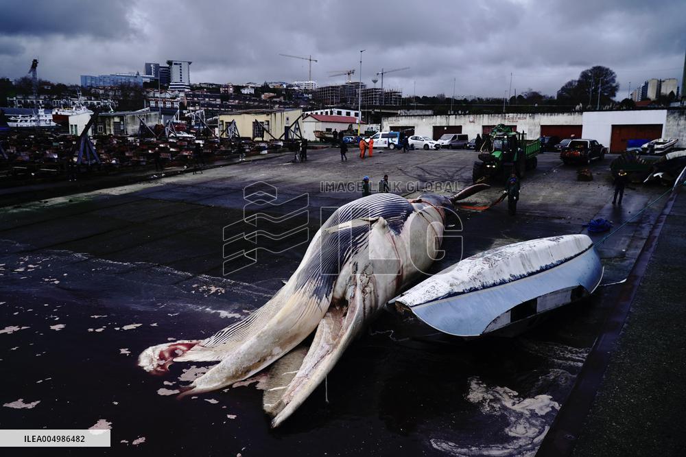 Whale Carcass Removed From Port In Oza - Spain