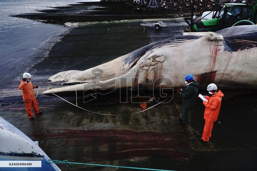 Whale Carcass Removed From Port In Oza - Spain