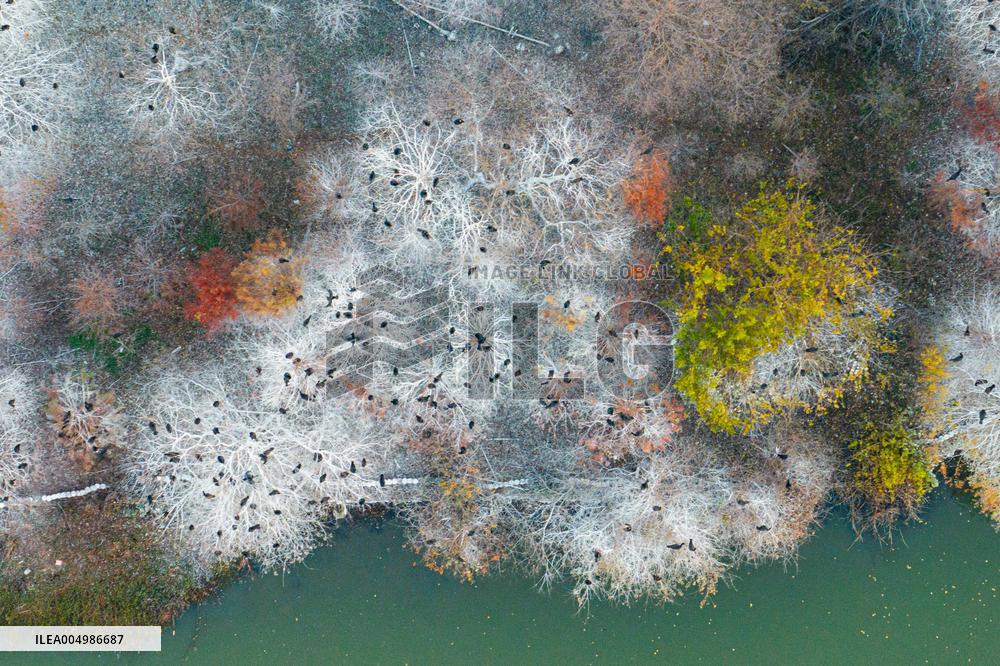 Hubei Province Landscape Scenery Illustrations - China