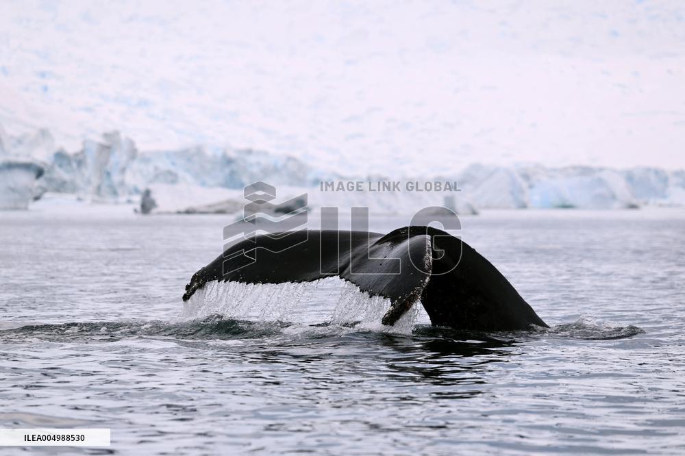 Illustration Antarctica Views