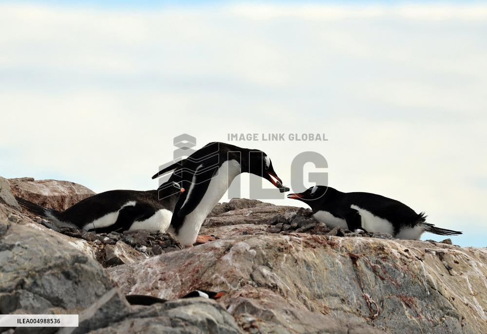 Illustration Antarctica Views