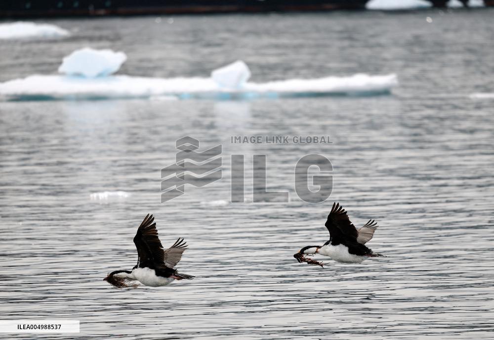 Illustration Antarctica Views