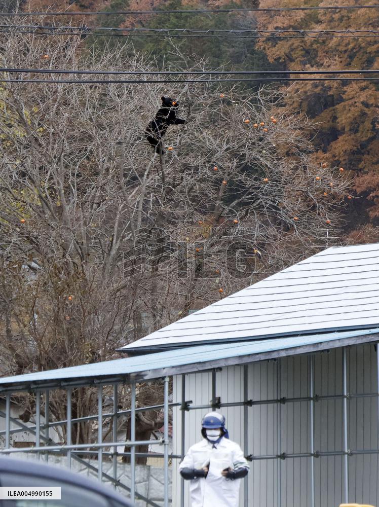Bear sighting in Iwate Pref.