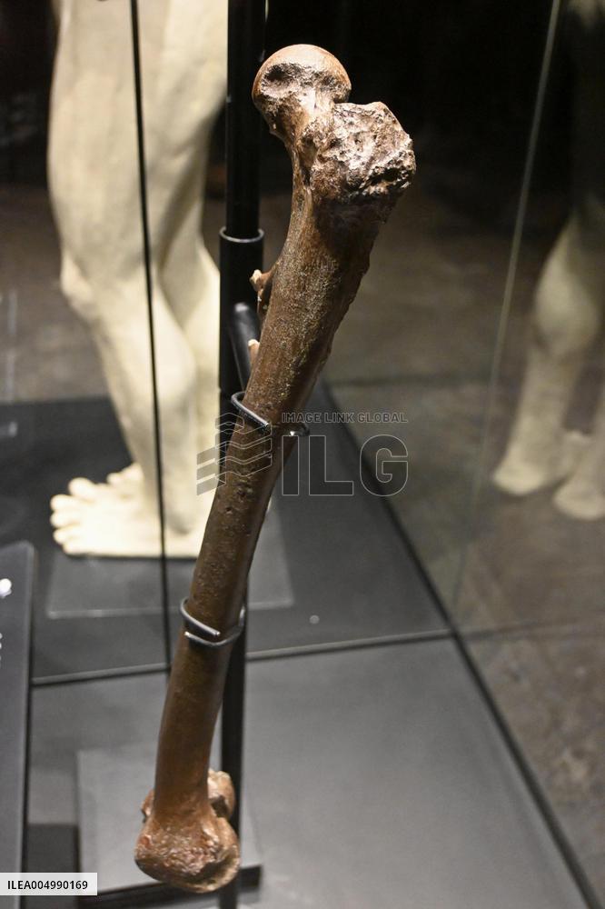 Java Man bones returned to Indonesia