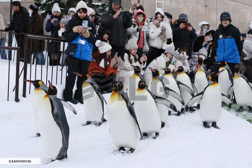 Parade of penguins at Hokkaido zoo