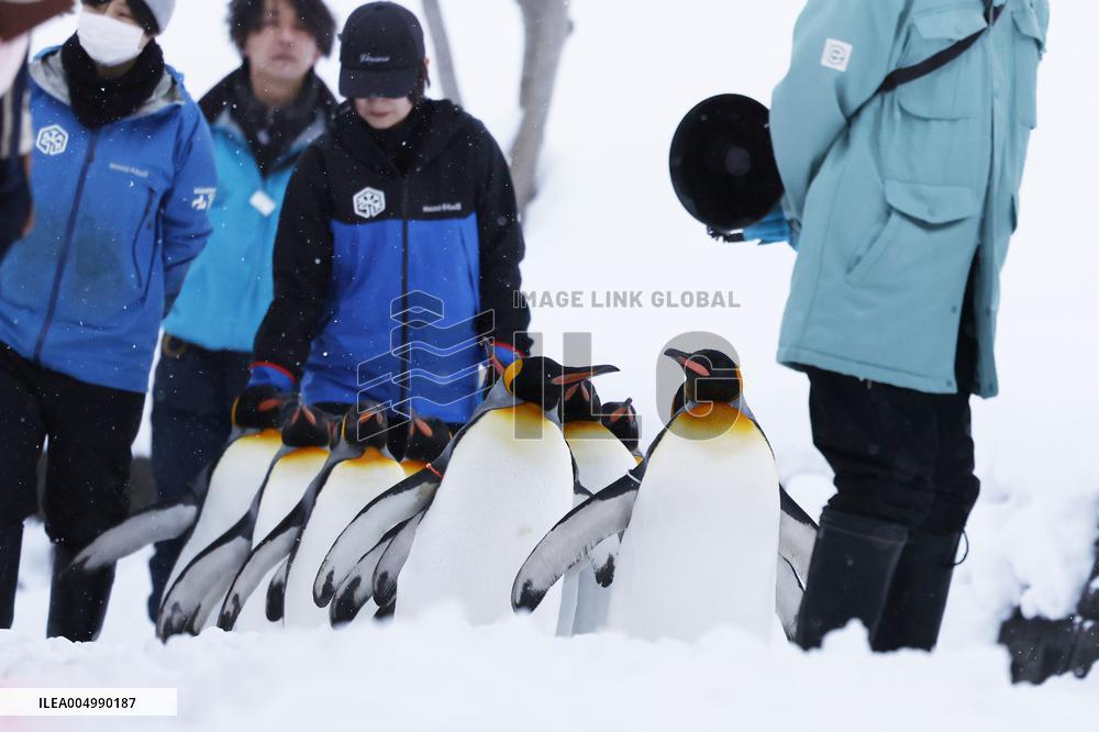 Parade of penguins at Hokkaido zoo