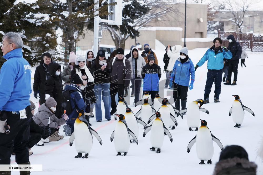 Parade of penguins at Hokkaido zoo