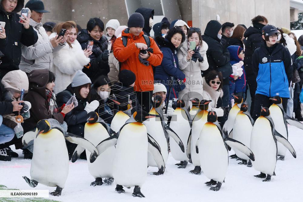 Parade of penguins at Hokkaido zoo