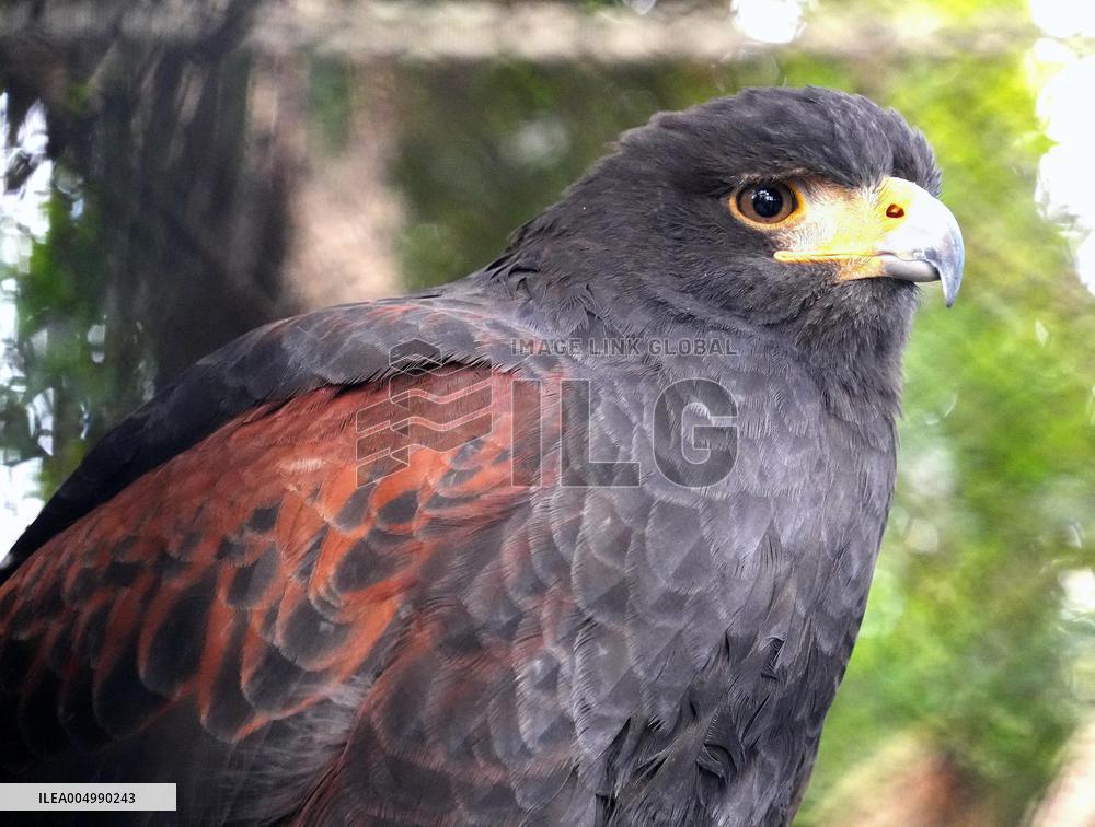 Harris's hawk