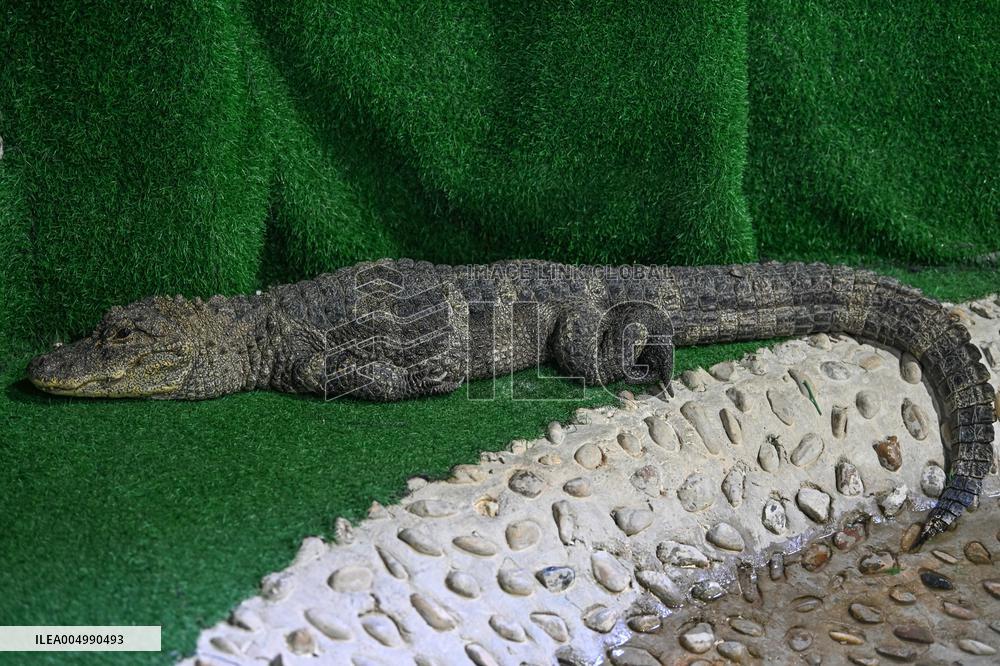 Chinese Alligator National Nature Reserve in Xuancheng