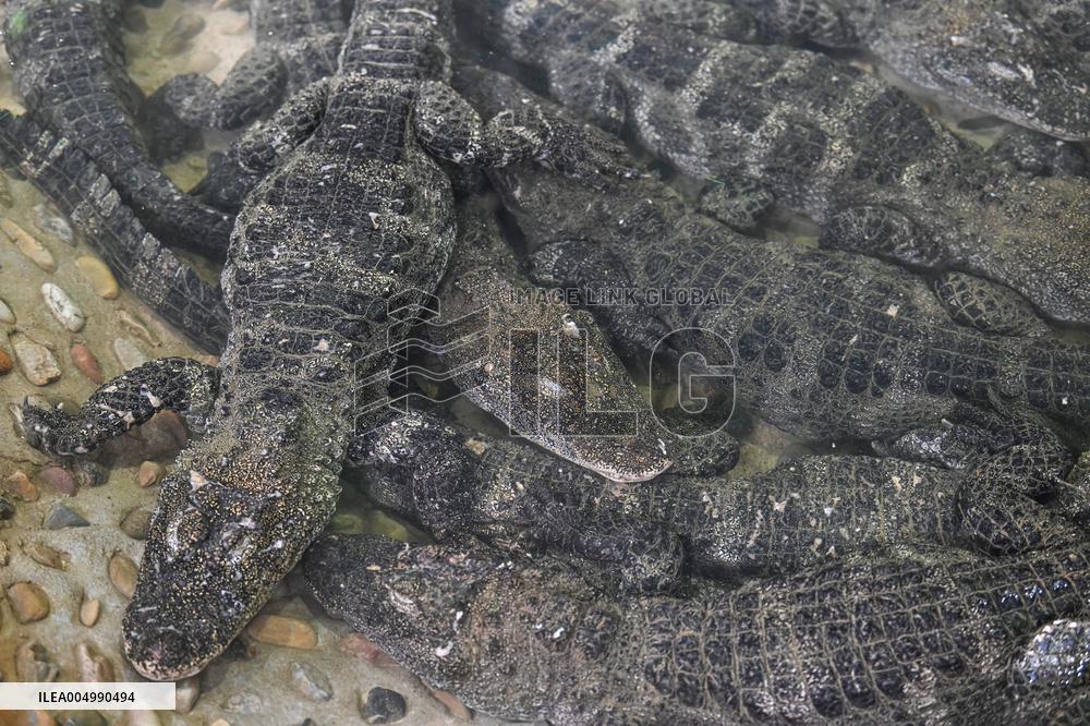 Chinese Alligator National Nature Reserve in Xuancheng