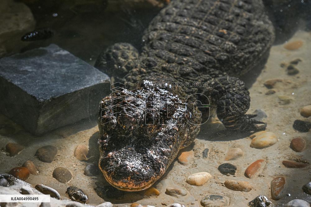 Chinese Alligator National Nature Reserve in Xuancheng