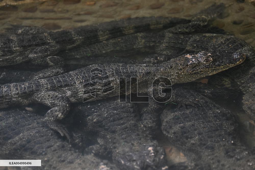 Chinese Alligator National Nature Reserve in Xuancheng