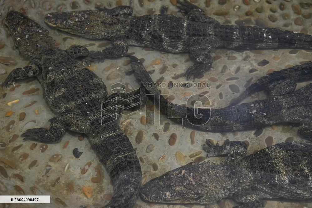 Chinese Alligator National Nature Reserve in Xuancheng