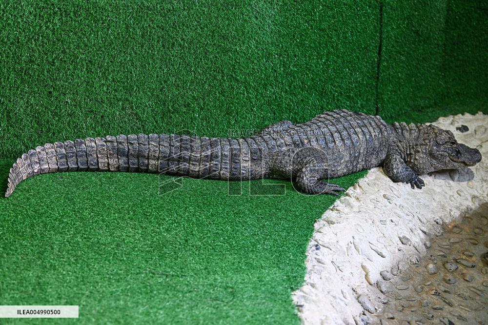 Chinese Alligator National Nature Reserve in Xuancheng