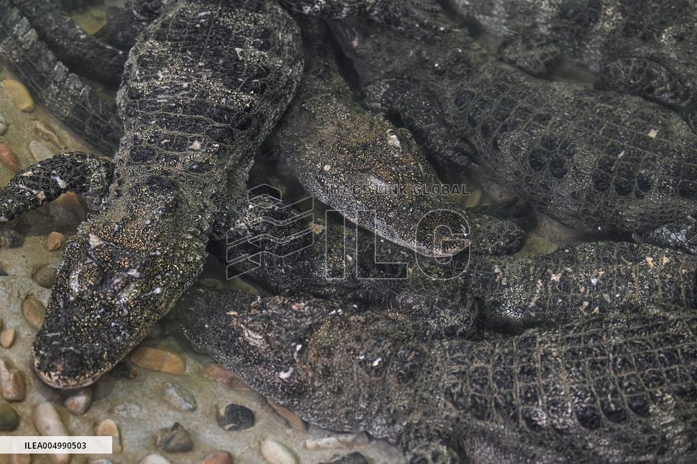 Chinese Alligator National Nature Reserve in Xuancheng