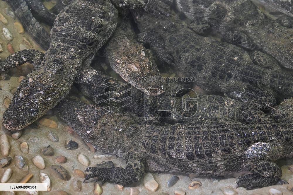 Chinese Alligator National Nature Reserve in Xuancheng