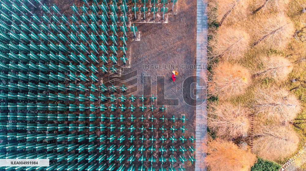 Beer Bottle Forest Scenery in Qingdao
