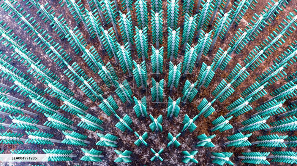 Beer Bottle Forest Scenery in Qingdao