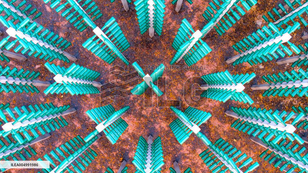 Beer Bottle Forest Scenery in Qingdao
