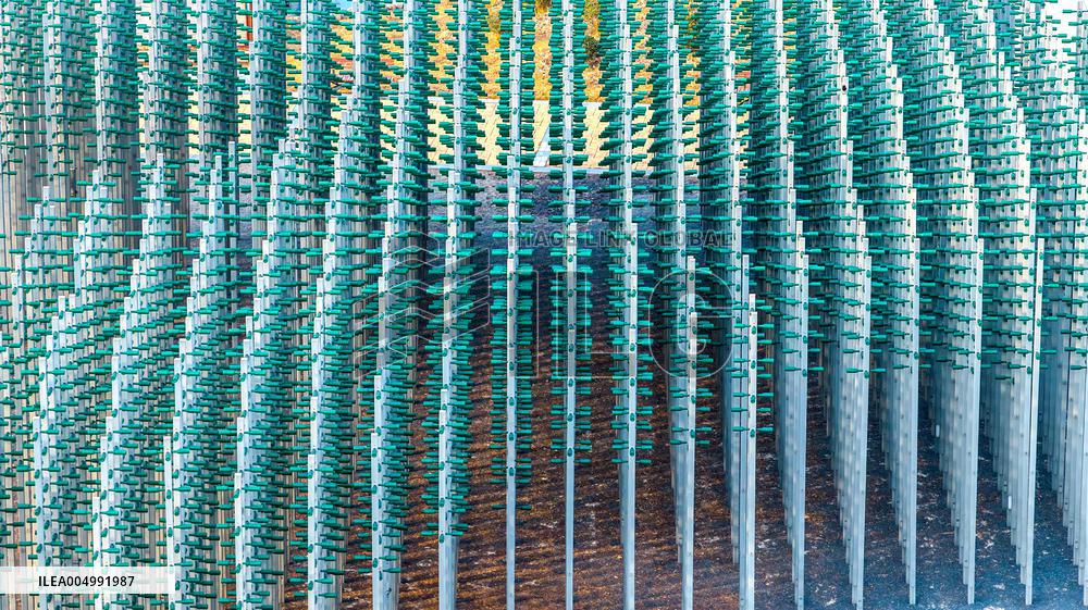 Beer Bottle Forest Scenery in Qingdao