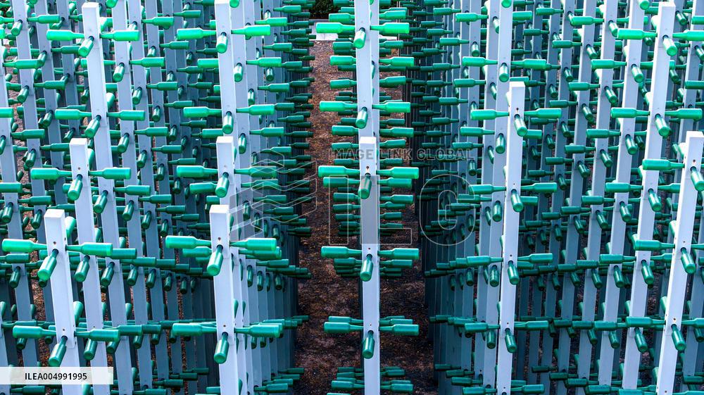 Beer Bottle Forest Scenery in Qingdao