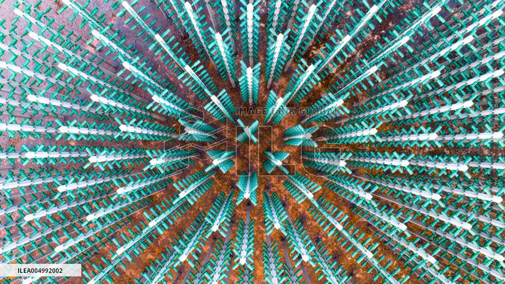 Beer Bottle Forest Scenery in Qingdao