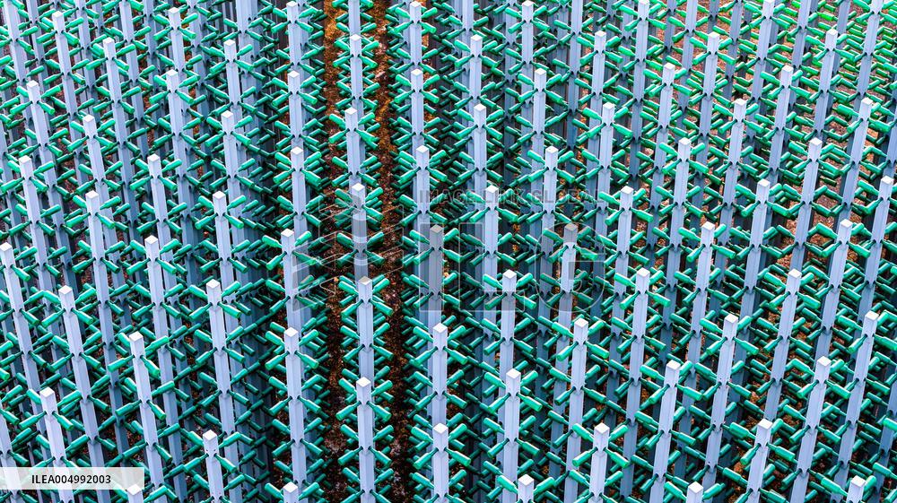 Beer Bottle Forest Scenery in Qingdao