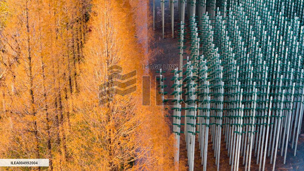 Beer Bottle Forest Scenery in Qingdao