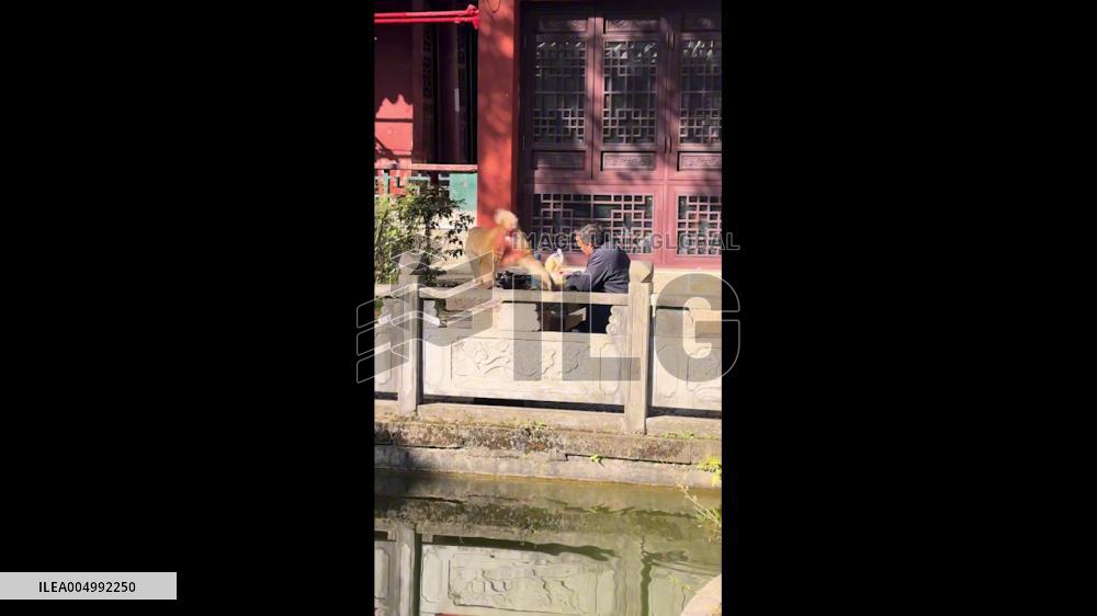 China: Monkey Snatches Man’s Snacks at Guizhou Temple
