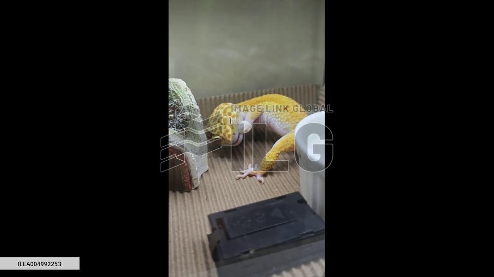 China: Pet Leopard Gecko Nibbles Shed Skin