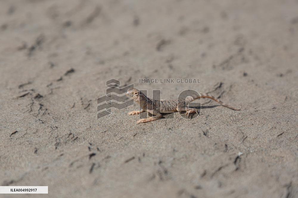 Rezaabad Desert in Semnan - Iran
