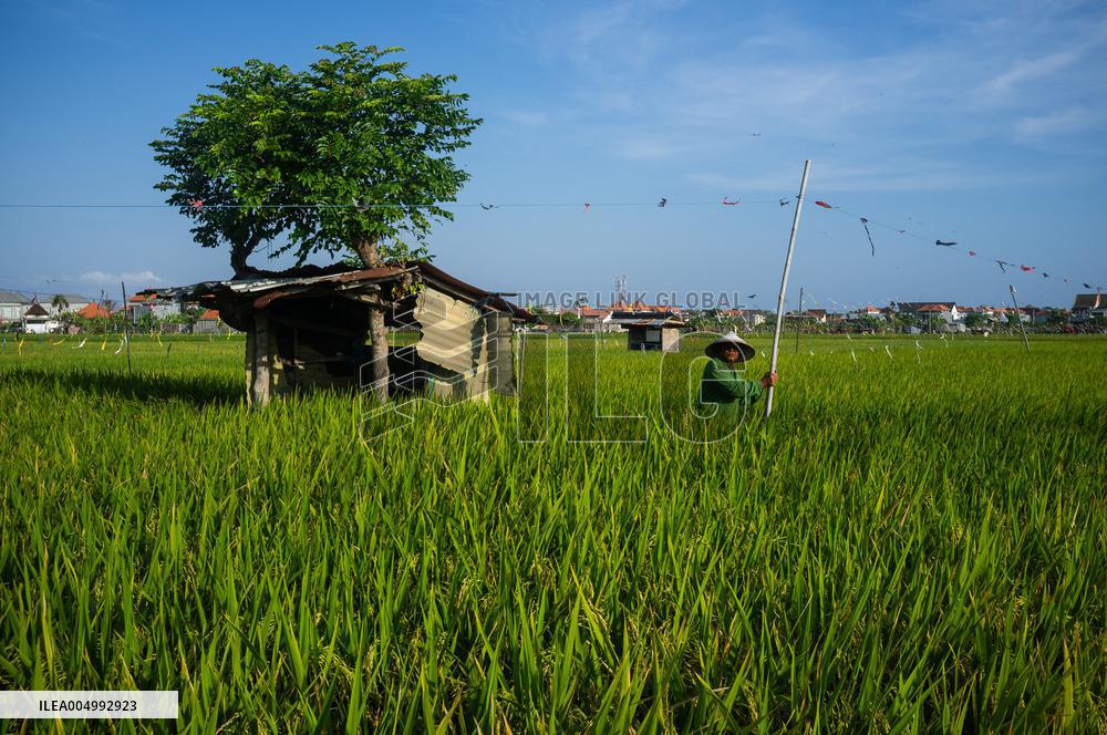 Rice Production in Indonesia - Bali