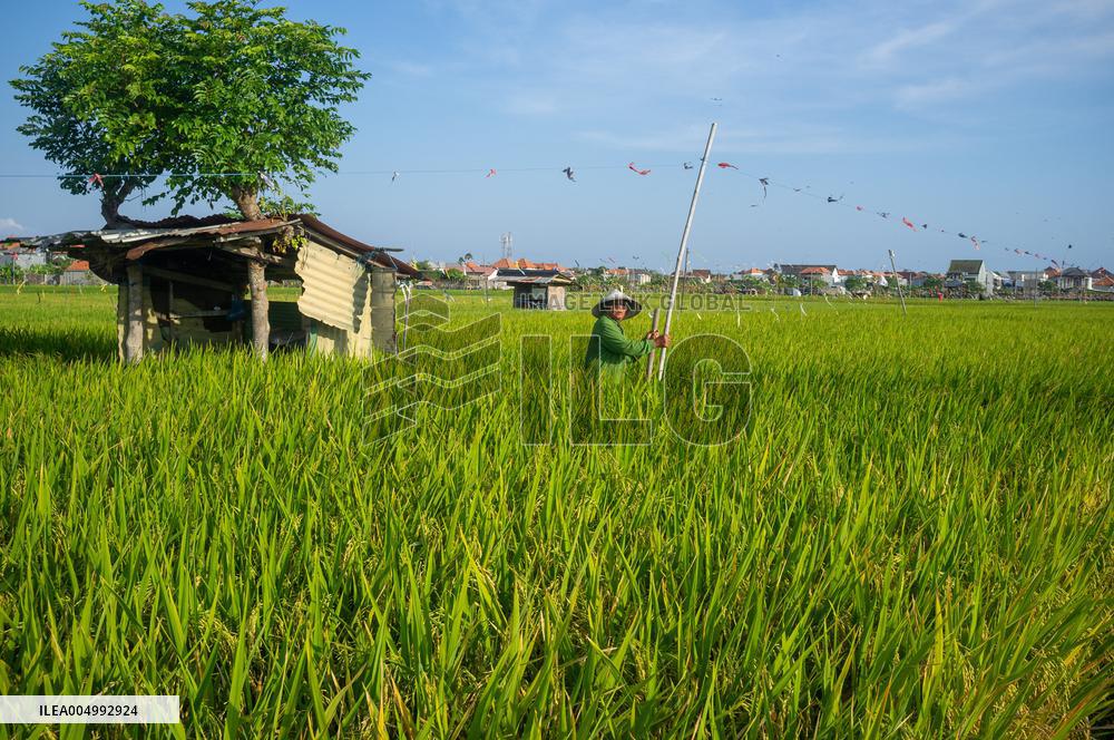 Rice Production in Indonesia - Bali