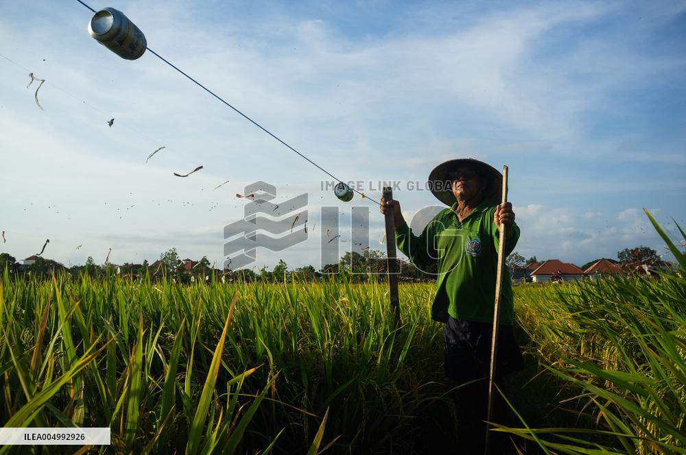 Rice Production in Indonesia - Bali