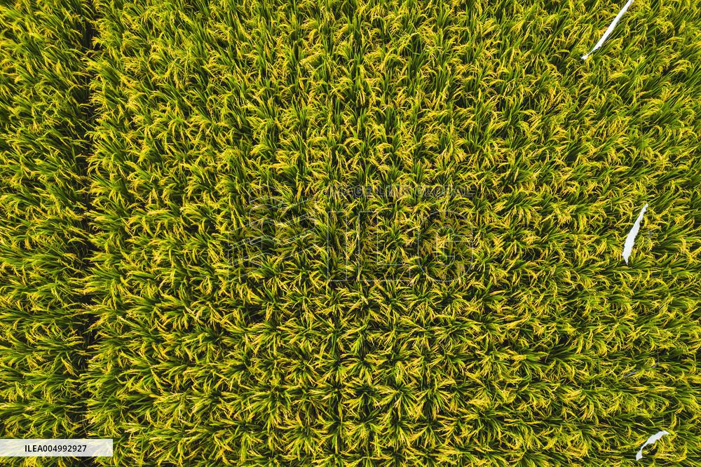 Rice Production in Indonesia - Bali