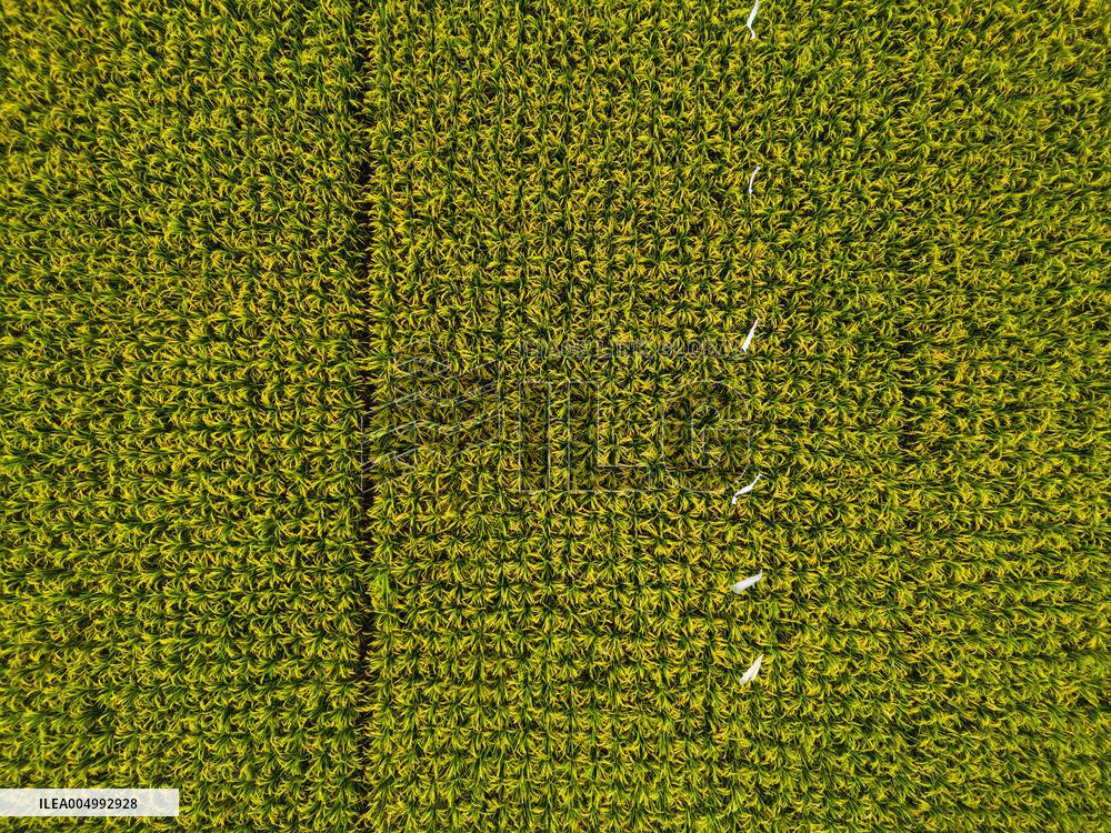 Rice Production in Indonesia - Bali