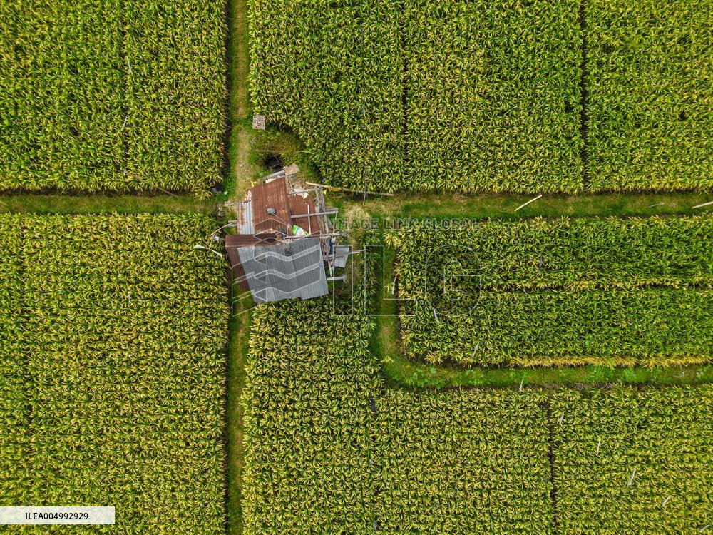 Rice Production in Indonesia - Bali