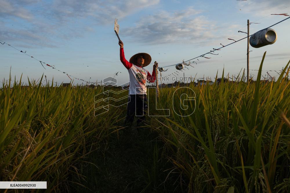 Rice Production in Indonesia - Bali