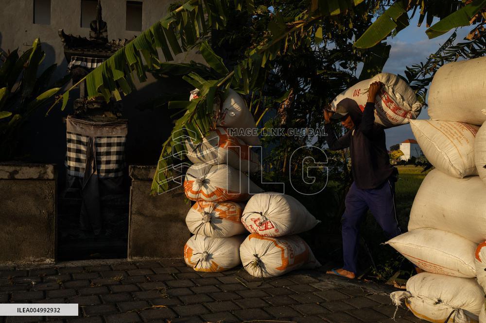 Rice Production in Indonesia - Bali