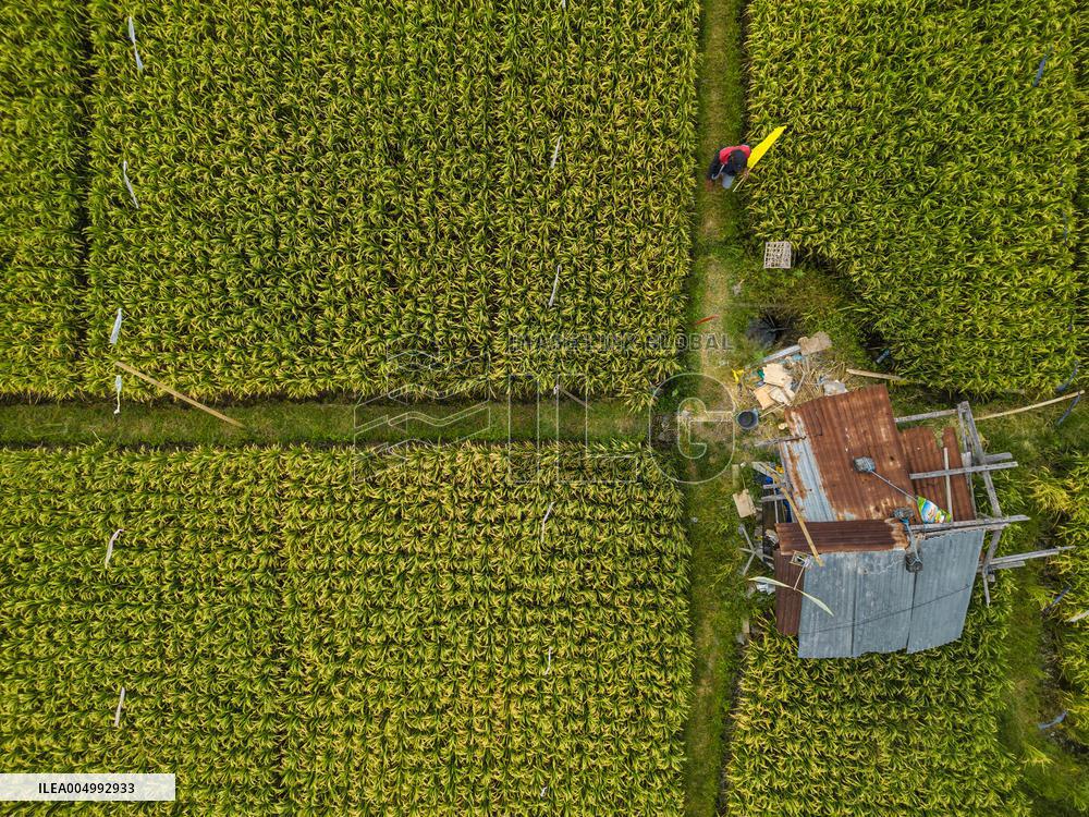 Rice Production in Indonesia - Bali