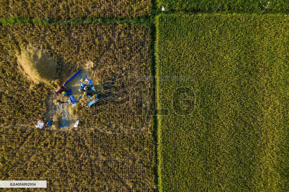 Rice Production in Indonesia - Bali