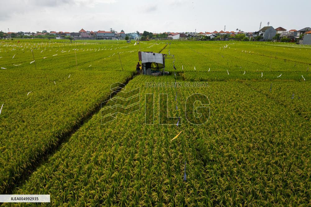 Rice Production in Indonesia - Bali