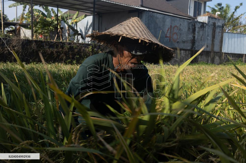 Rice Production in Indonesia - Bali