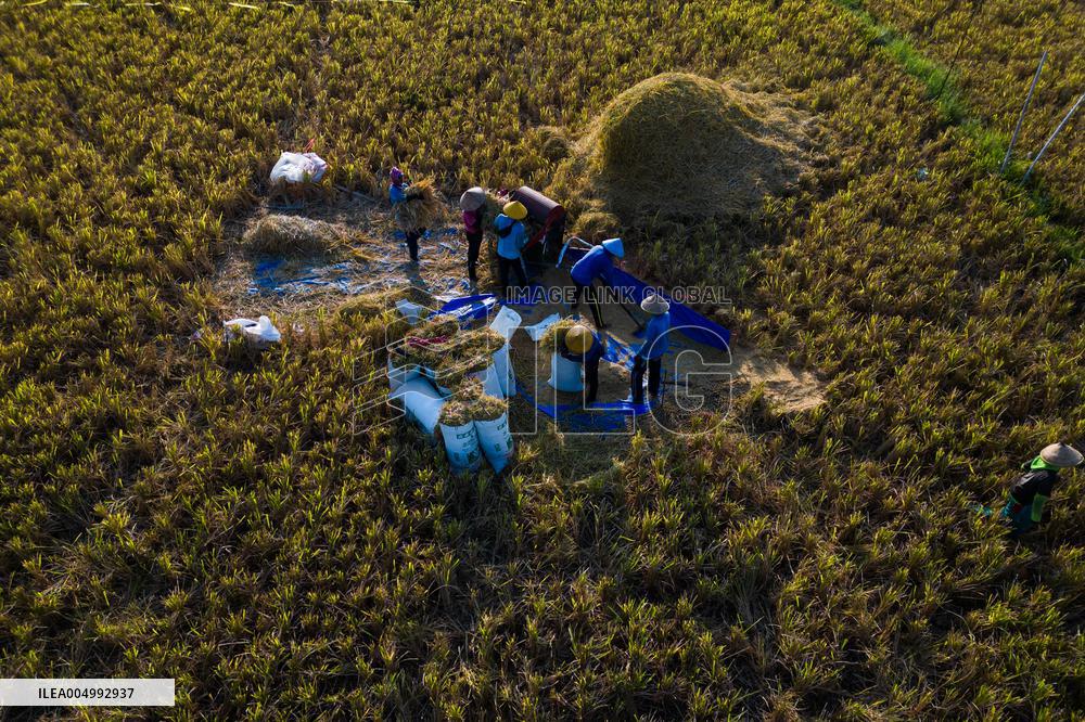 Rice Production in Indonesia - Bali