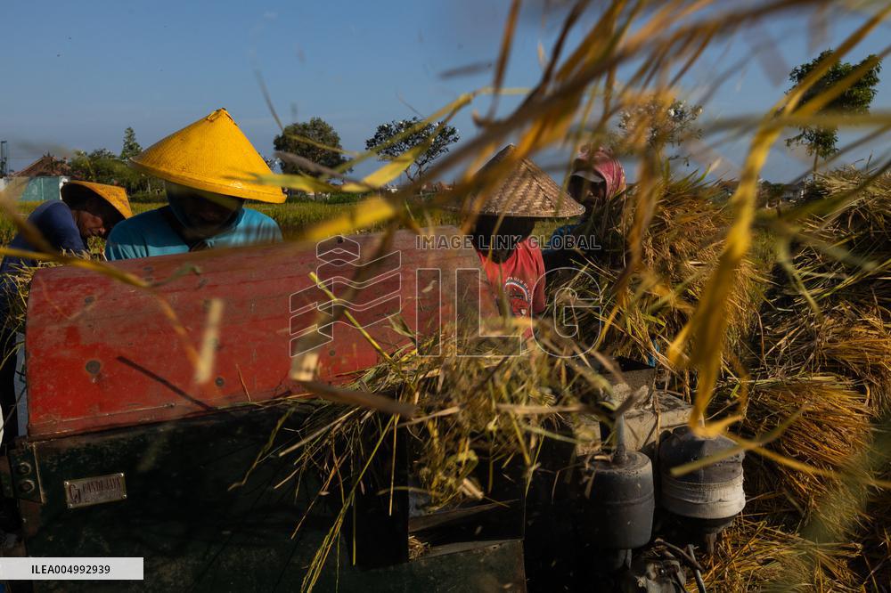 Rice Production in Indonesia - Bali
