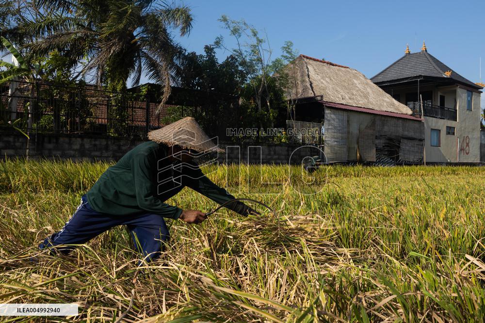 Rice Production in Indonesia - Bali