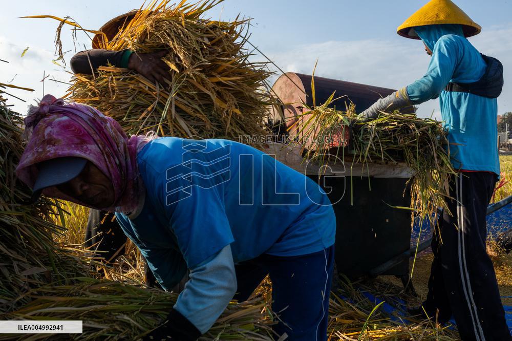 Rice Production in Indonesia - Bali