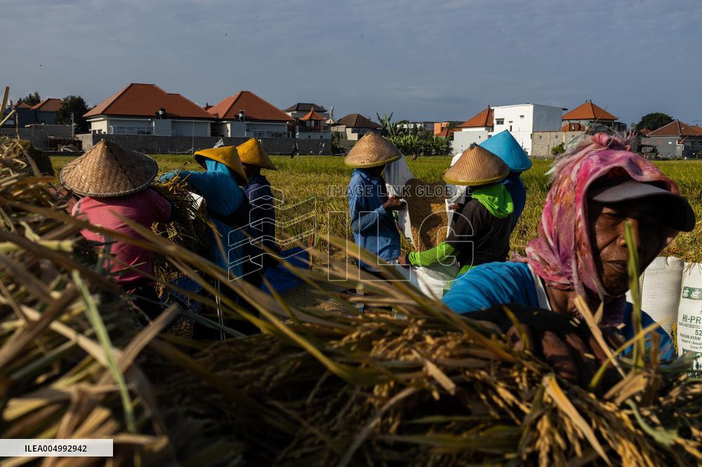 Rice Production in Indonesia - Bali