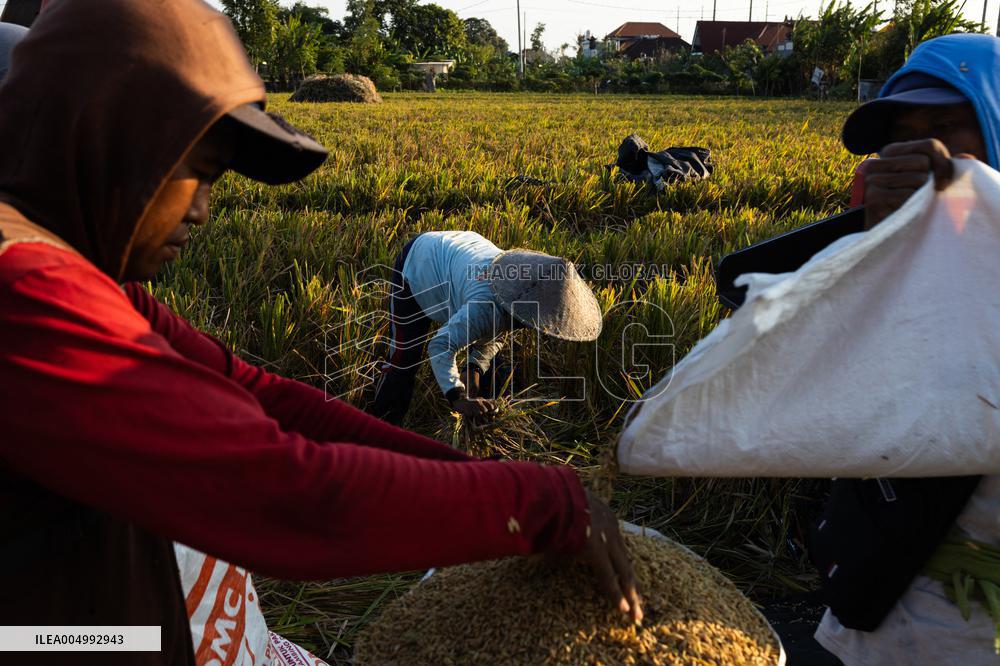 Rice Production in Indonesia - Bali